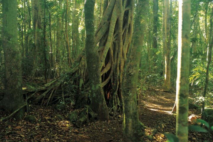 Lush rainforest in Binna Burra, Lamington National Park