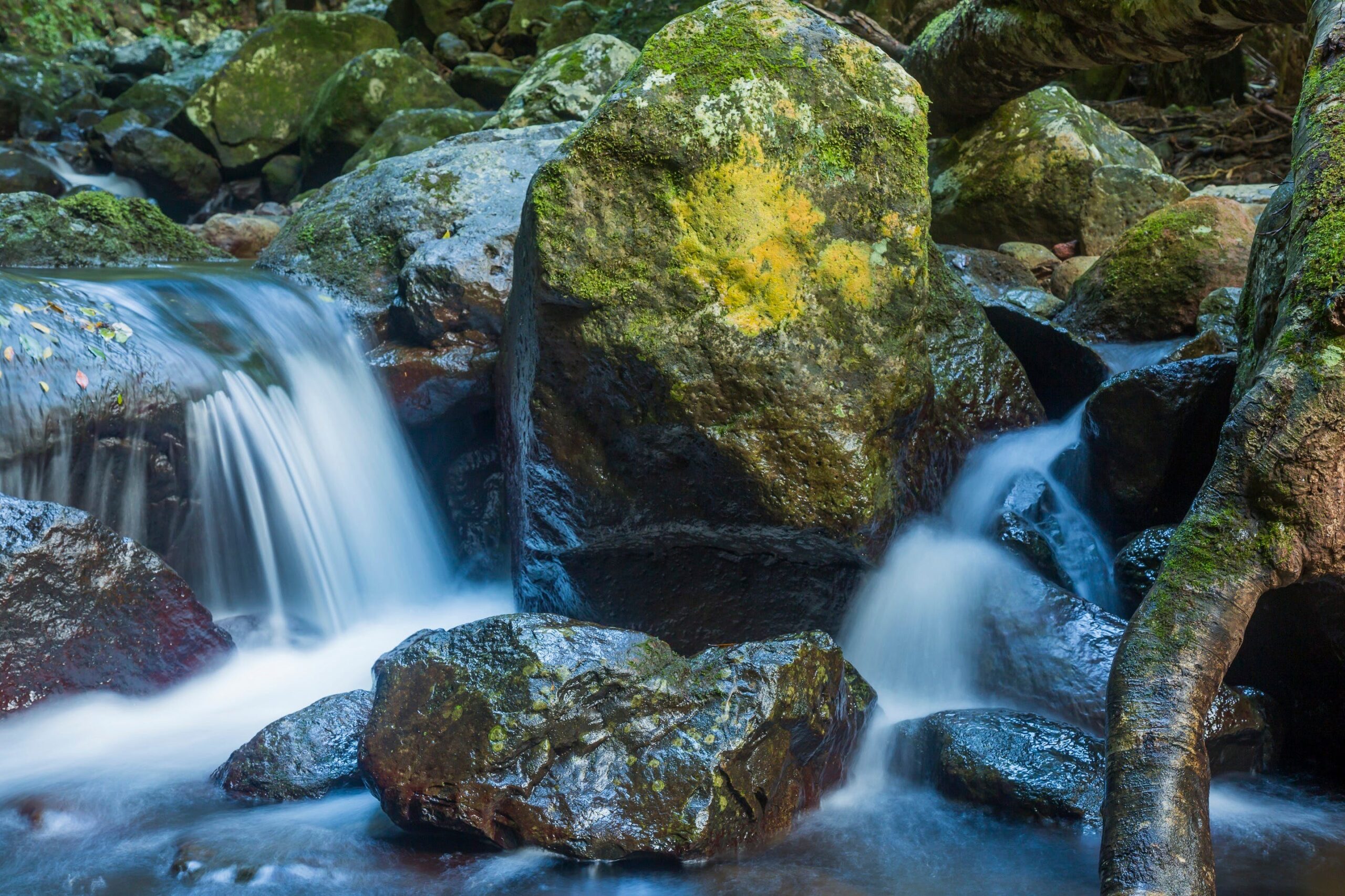 Backyard Tourist: Coomera Falls at Coomera Circuit, Binna Burra on