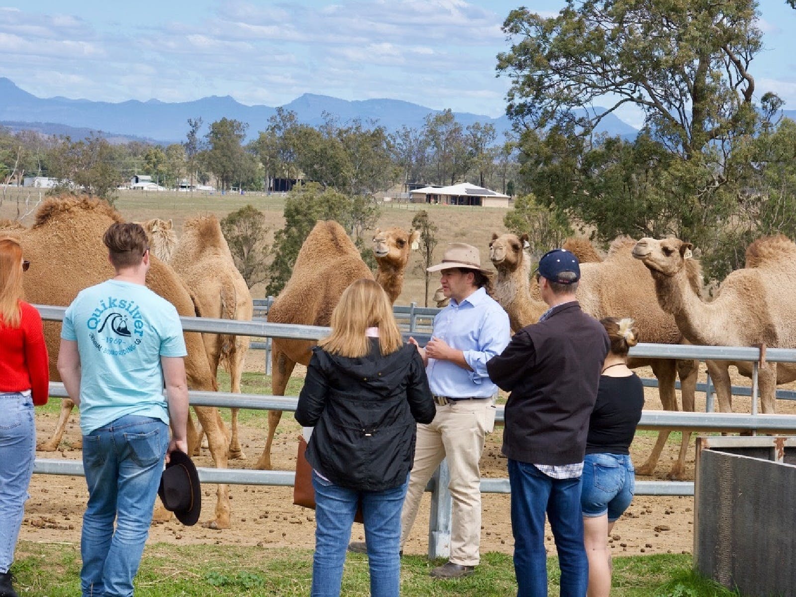 Summer Land Camels - Scenic Rim