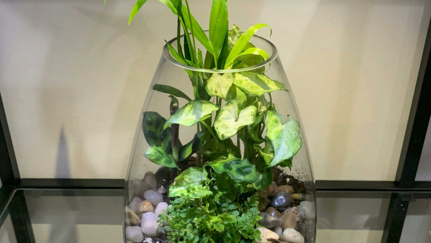 Terrarium