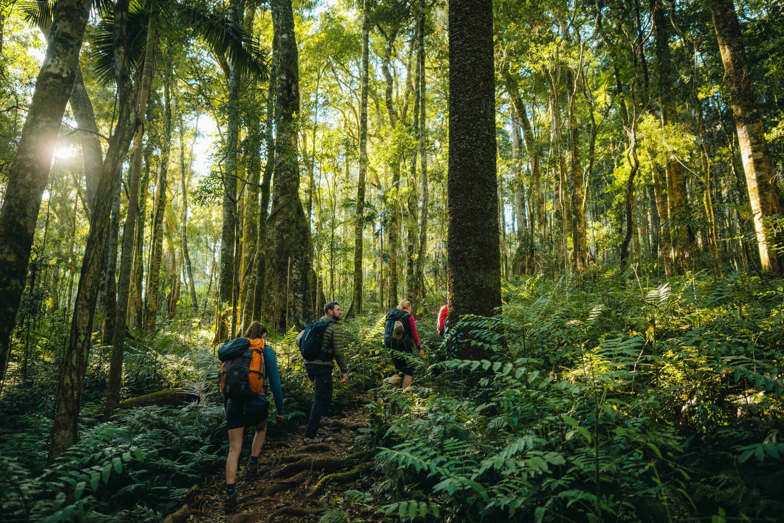 Hiking in Gondwana Rainforest Main Range National Park