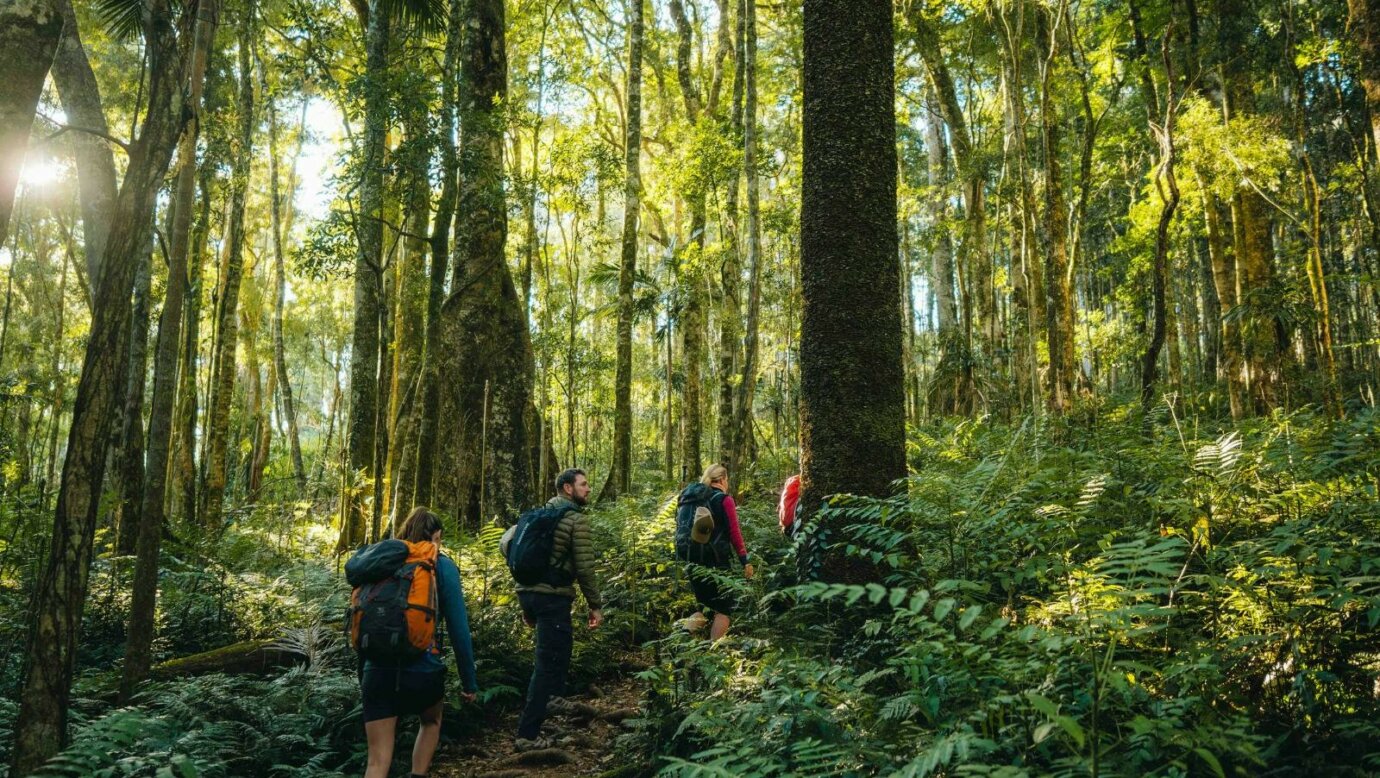 Hiking in Gondwana Rainforest Main Range National Park