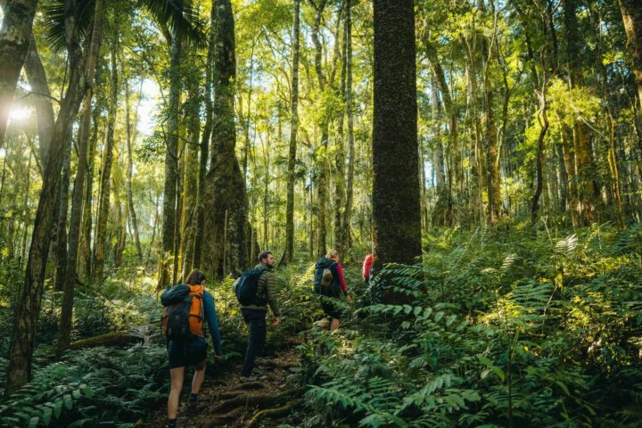 Hiking in Gondwana Rainforest Main Range National Park