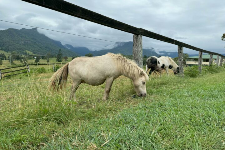 ponies