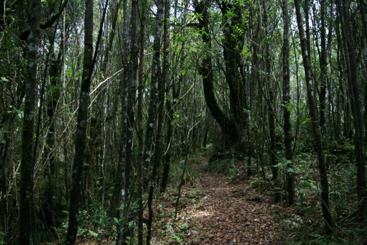 Tall slender trunks line the walking track through a forest.