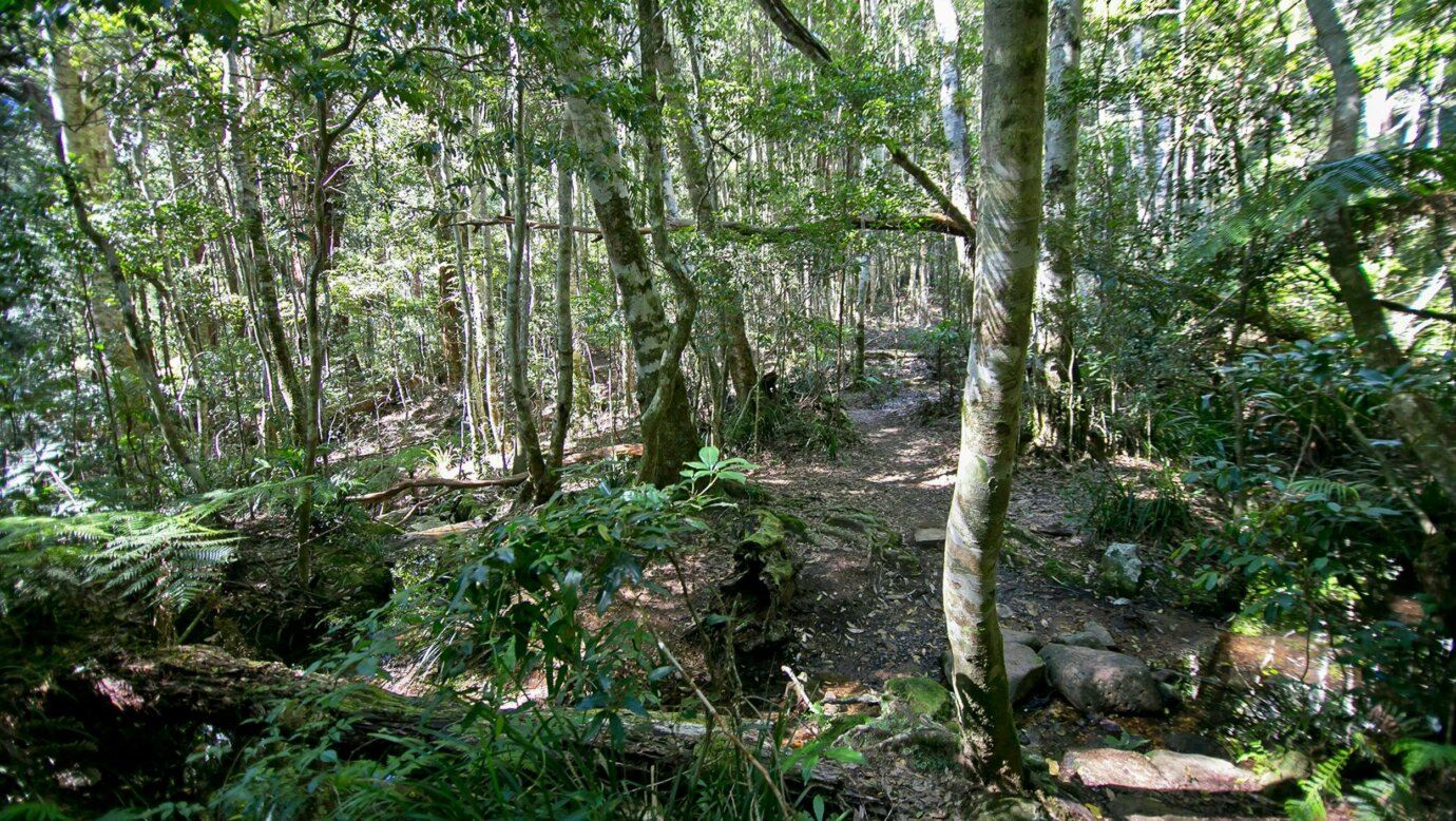 Walking track through sun-dappled forest.