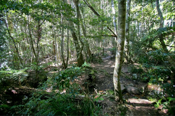 Walking track through sun-dappled forest.