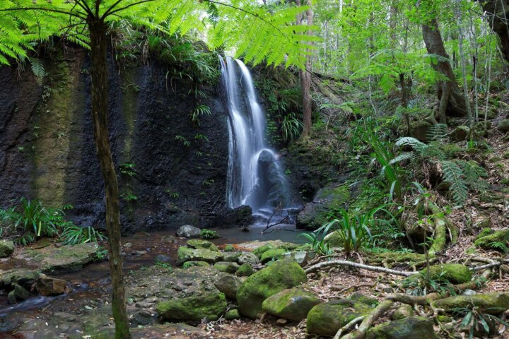 Lacey waterfall in rainforest setting.