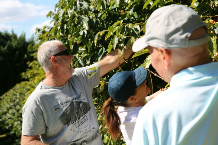 Pickers out picking themselves some coffee