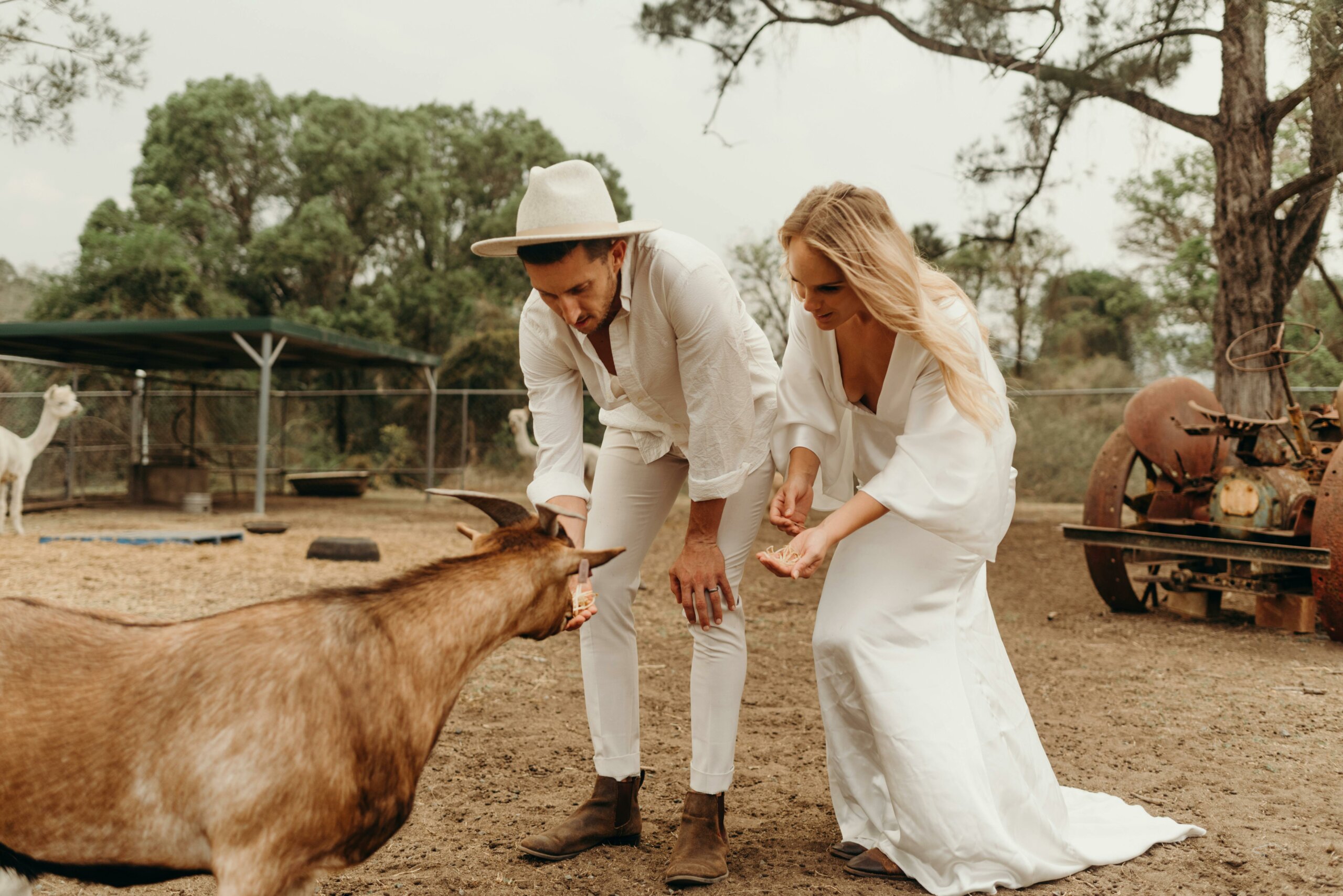 Feed cute baby goats, alpacas. Meet Miniature donkeys. Enjoy 5 acres of space to explore Tamborine!