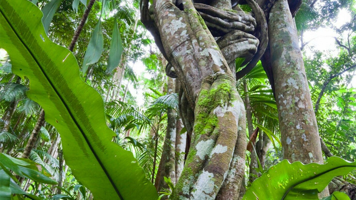 Tamborine Rainforest Skywalk