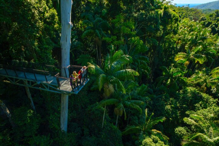 Tamborine Rainforest Skywalk