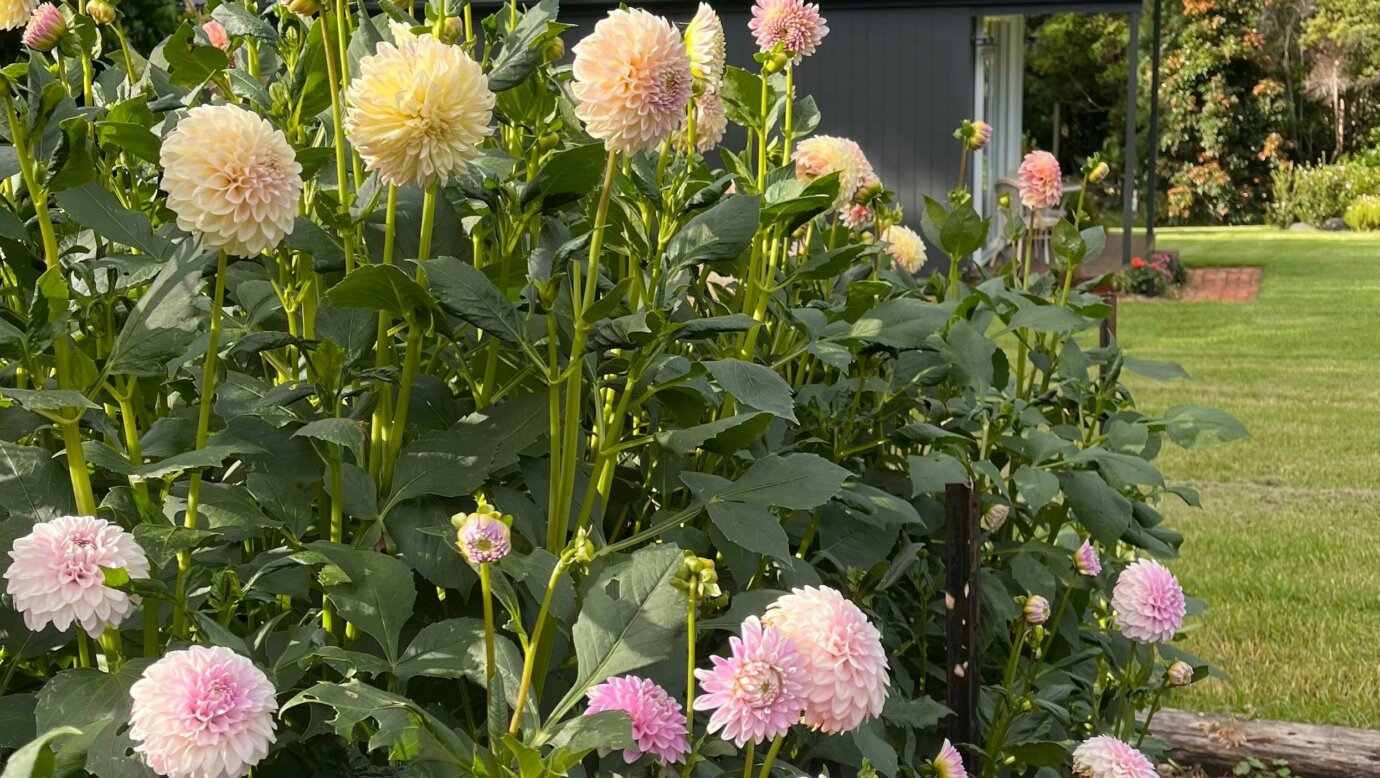 Flower Field