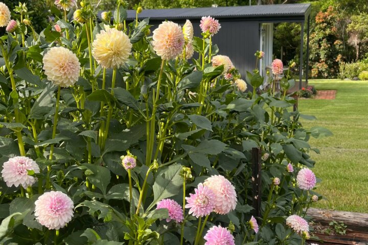 Flower Field